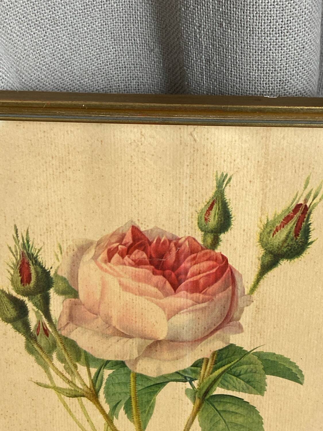 Framed botanical poster, rose bush