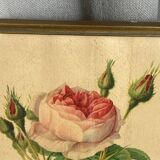 Framed botanical poster, rose bush