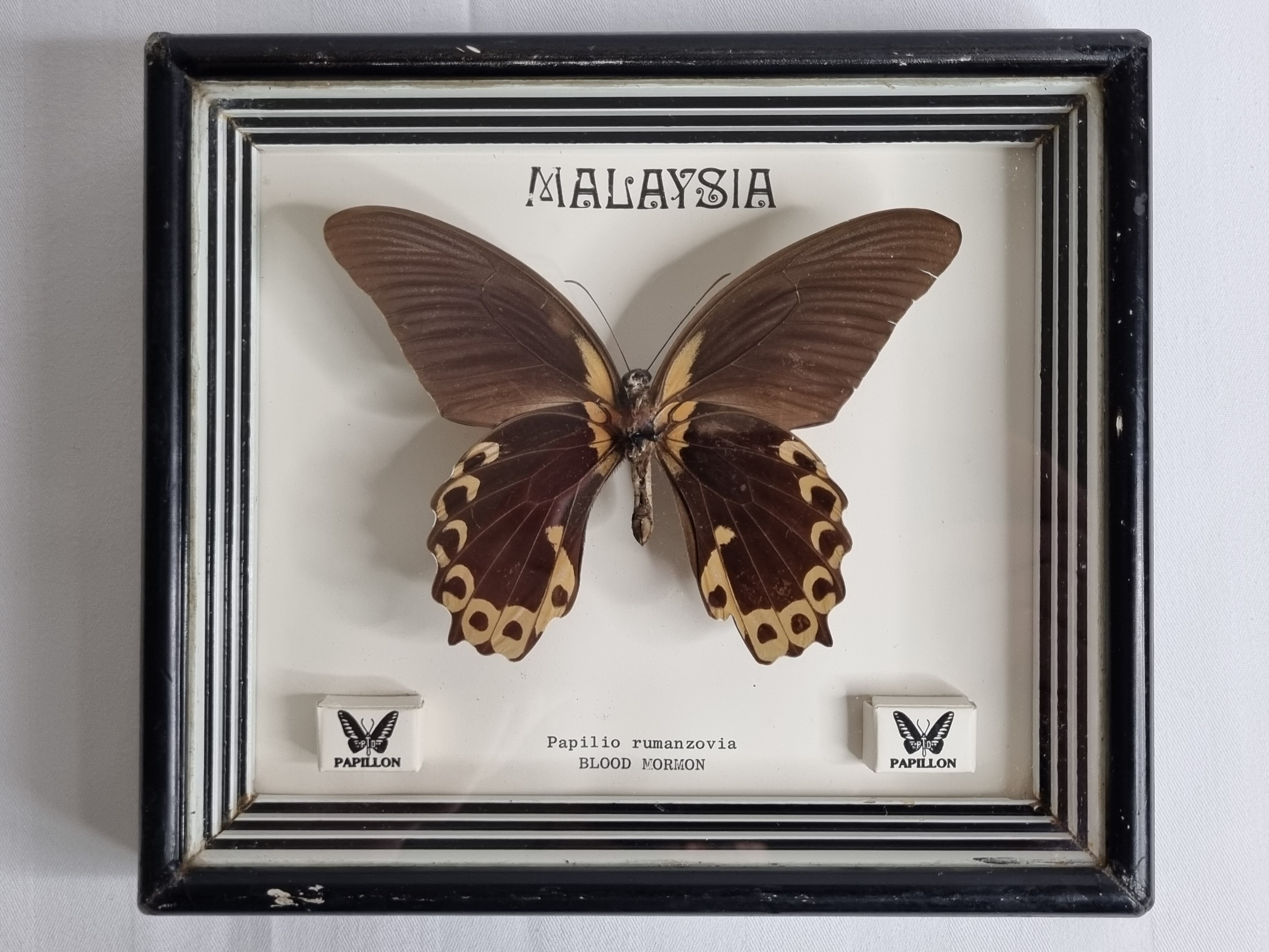 Vintage naturalized butterfly under frame, Papilio rumanzovia, 19 cm