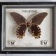 Vintage naturalized butterfly under frame, Papilio rumanzovia, 19 cm