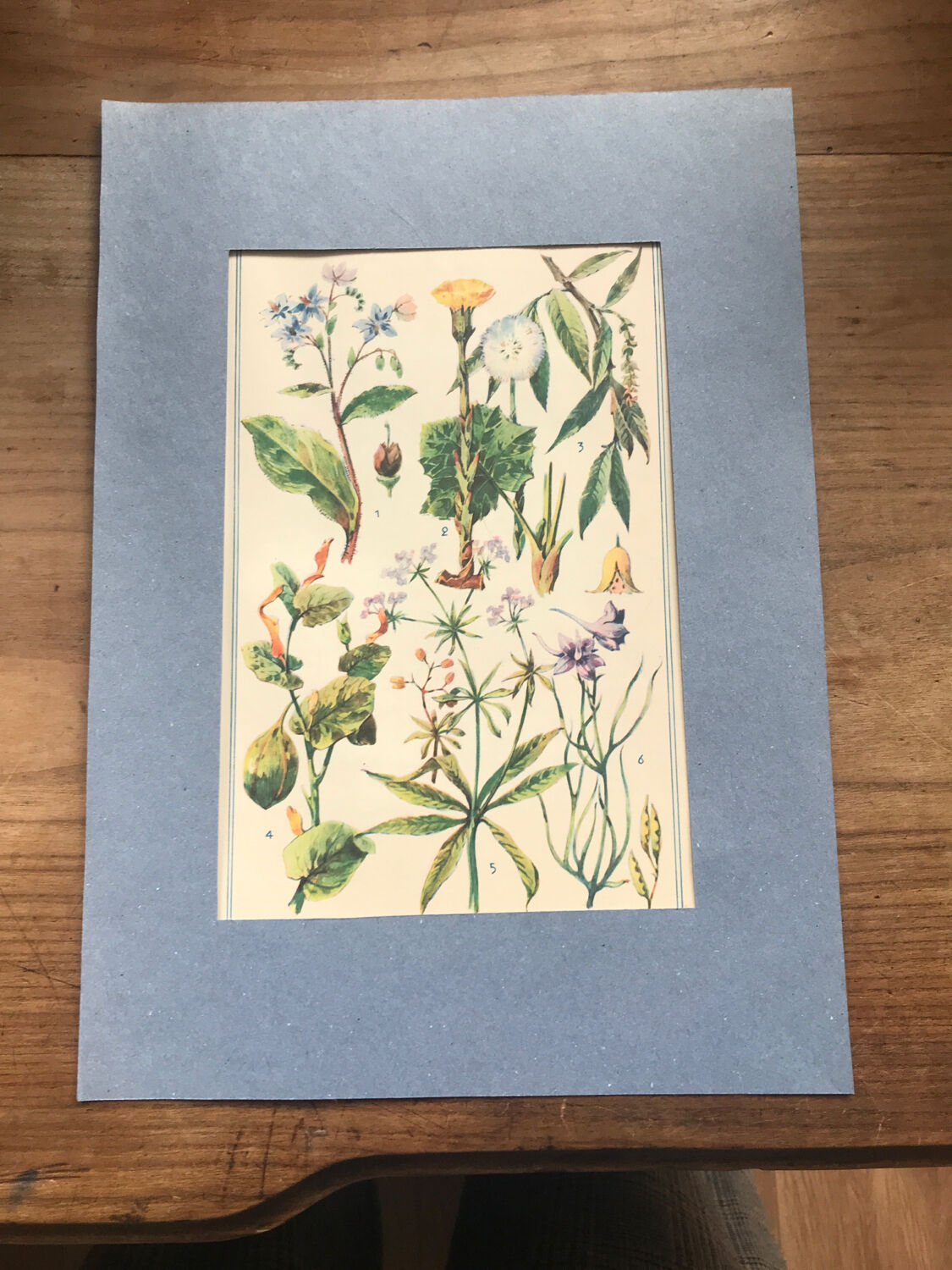 Original vintage VII botanical board