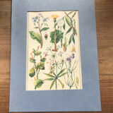 Original vintage VII botanical board