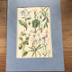 Planche botanique VII vintage originale