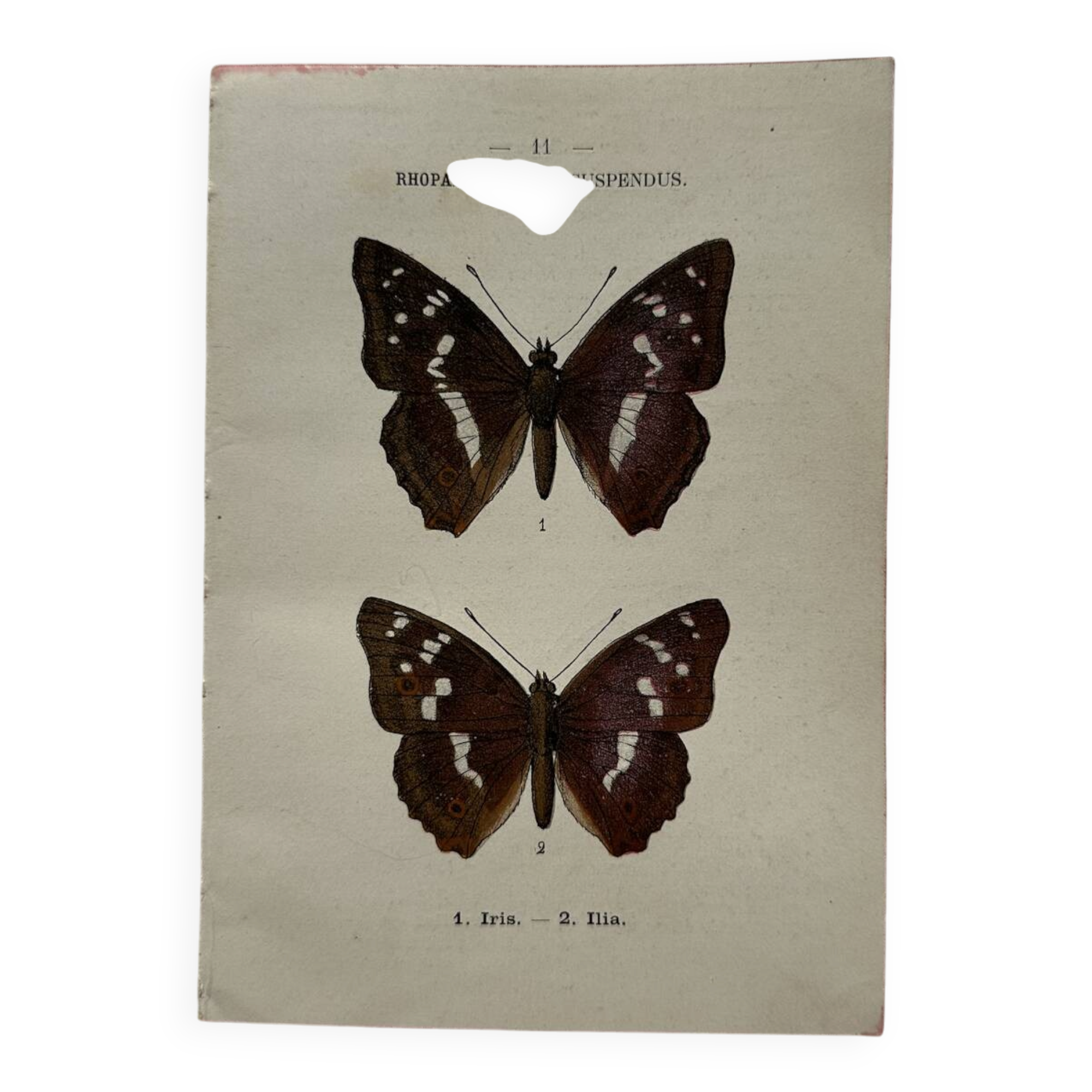Botanical Plate 1800 Old naturalist engraving 19th century double-sided