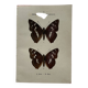 Botanical Plate 1800 Old naturalist engraving 19th century double-sided