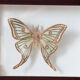 Papillon encadré