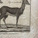 Engraving Old book 18th century Buffon, Bonnaterre, Natural history