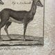 Engraving Old book 18th century Buffon, Bonnaterre, Natural history