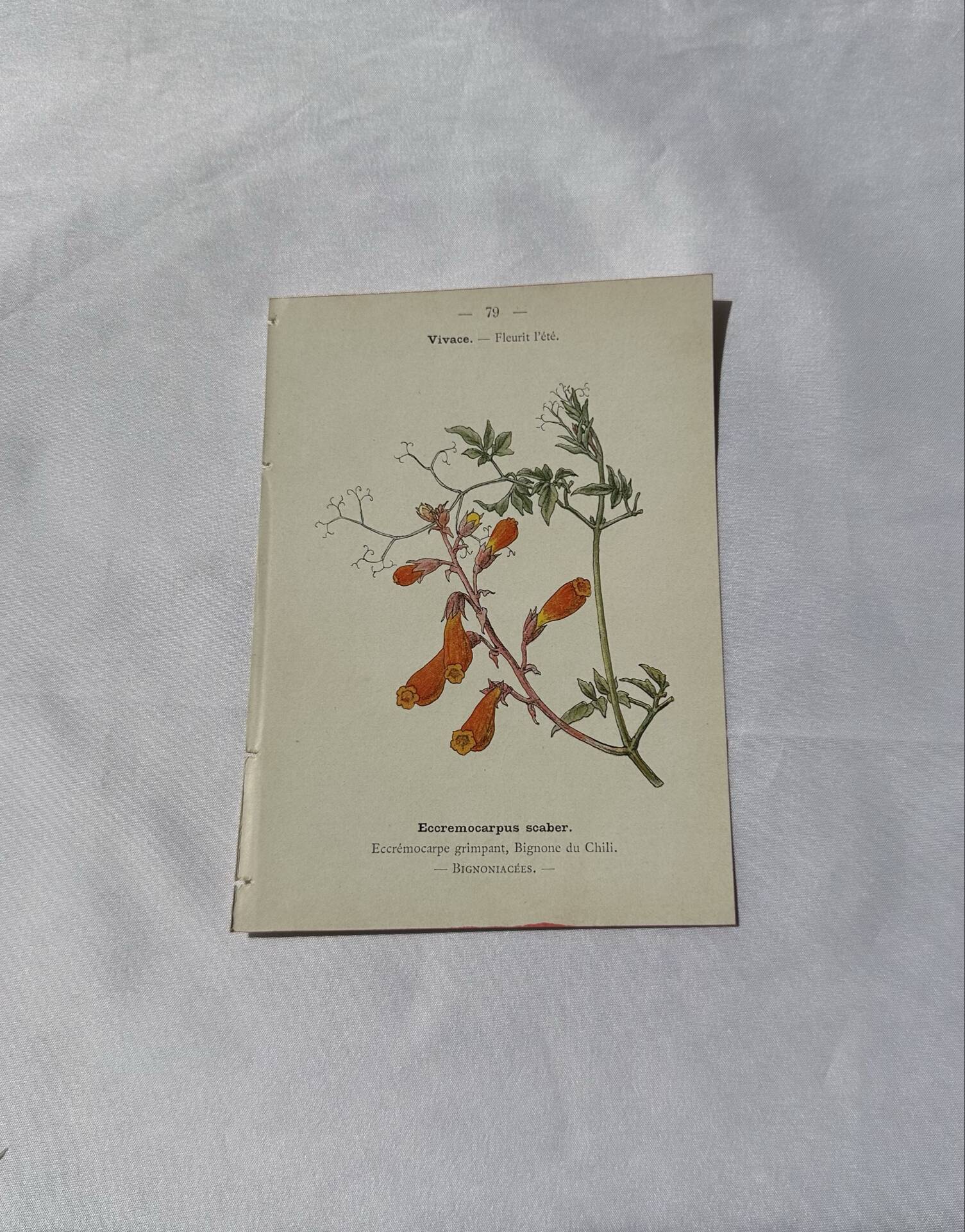 🌿 Botanical Plate Old Naturalist Engraving 19th Century Double-Sided