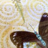 Vintage butterfly tray