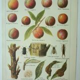 Old engraving 1922, Peach, varieties and enemies, fruit, peach tree • Lithograph, original illustration
