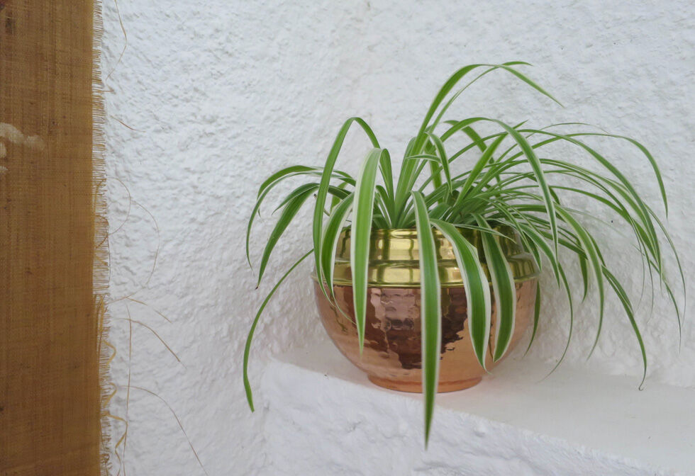 Plant rack copper and brass