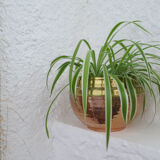 Plant rack copper and brass