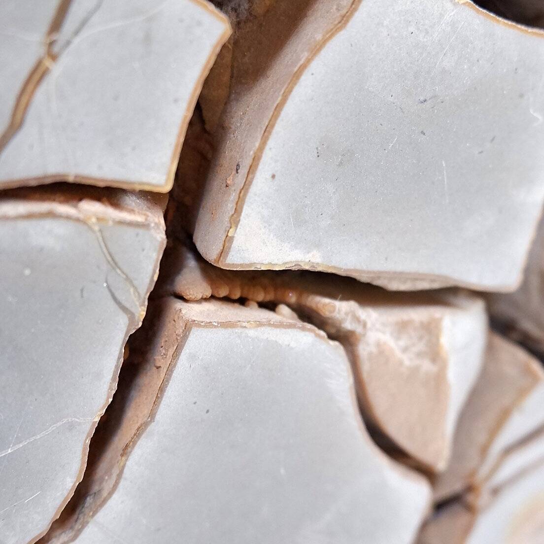 Custom Septarian Nodule on Base