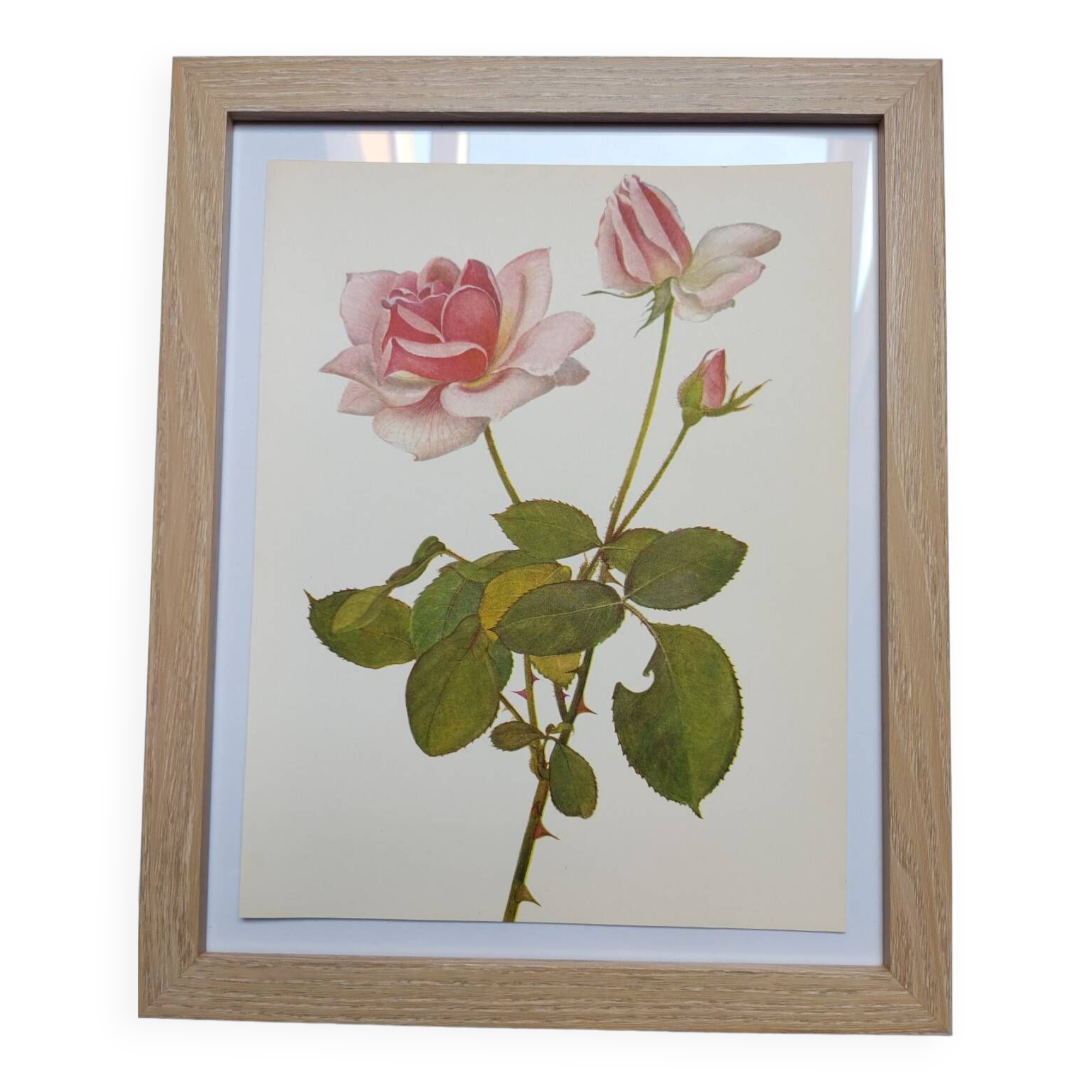 Botanical plate from 1968 Madame Caroline Testout - Vintage flower and rose illustration