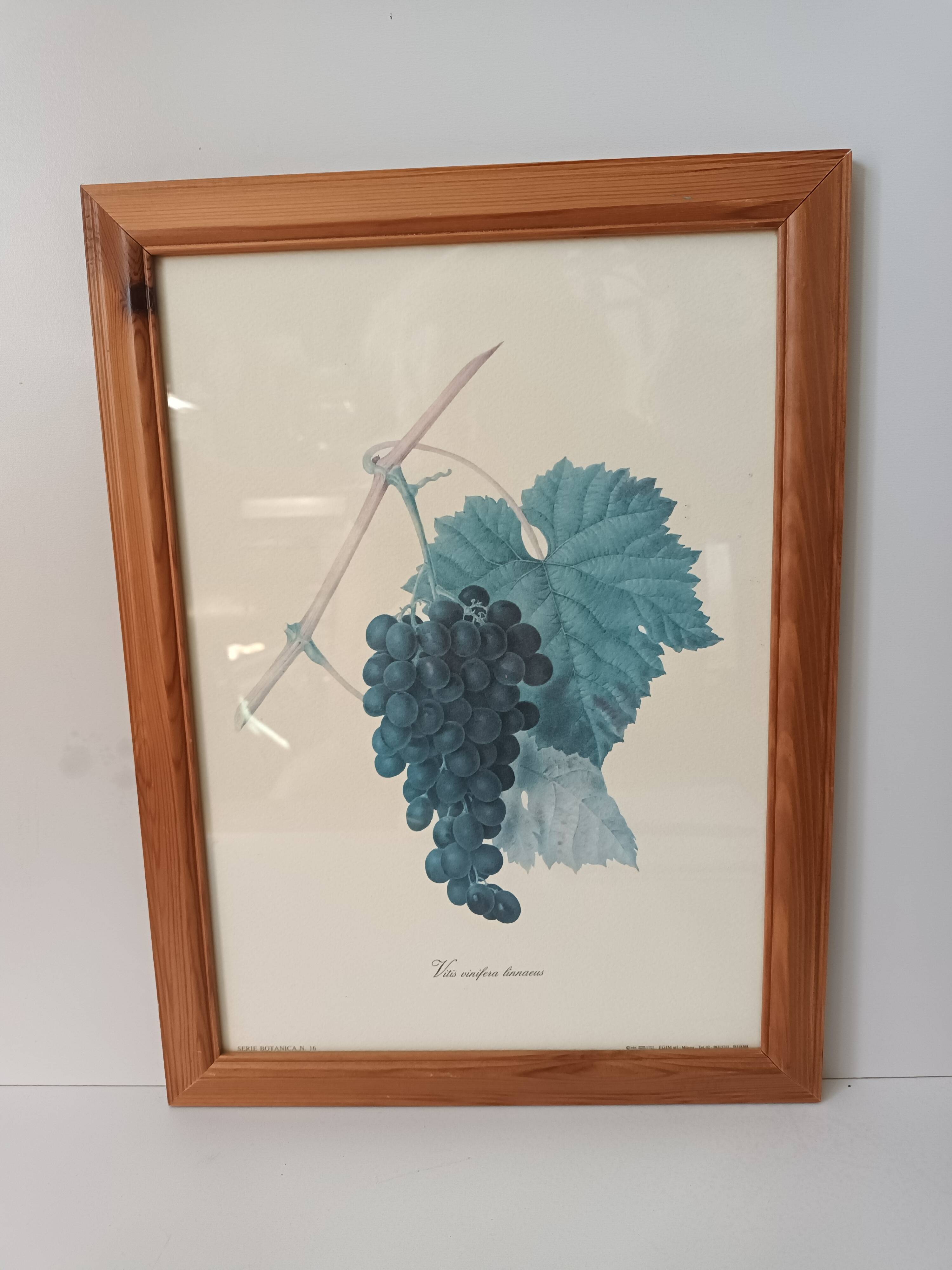 Botanical lithographs bunch of grapes