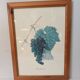 Botanical lithographs bunch of grapes