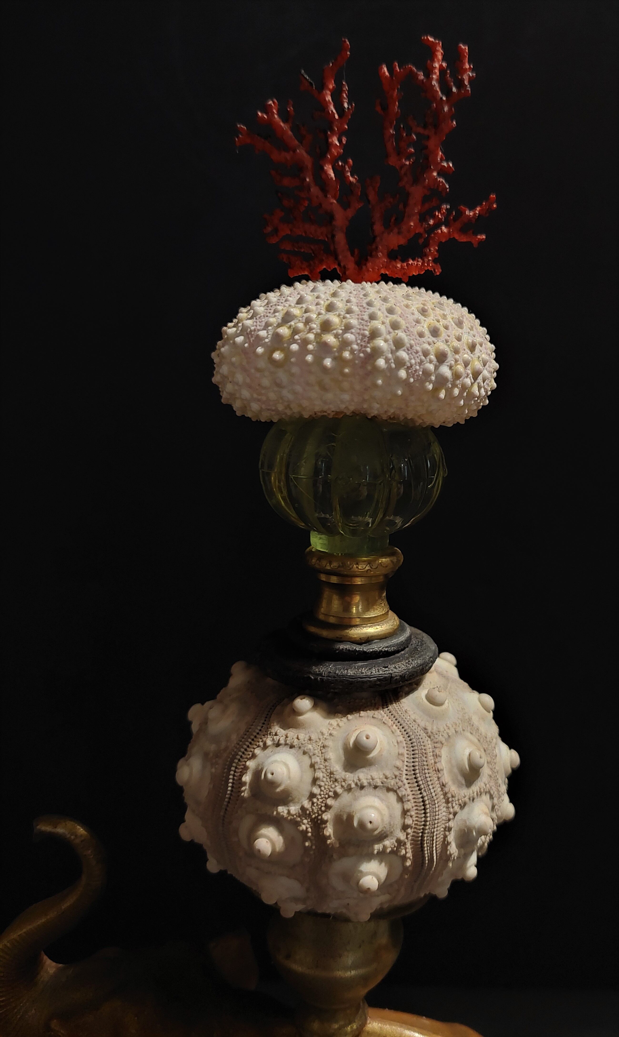 Cabinet of Curiosities composition with sea urchins and gorgon paramuricea clavata