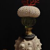 Cabinet of Curiosities composition with sea urchins and gorgon paramuricea clavata