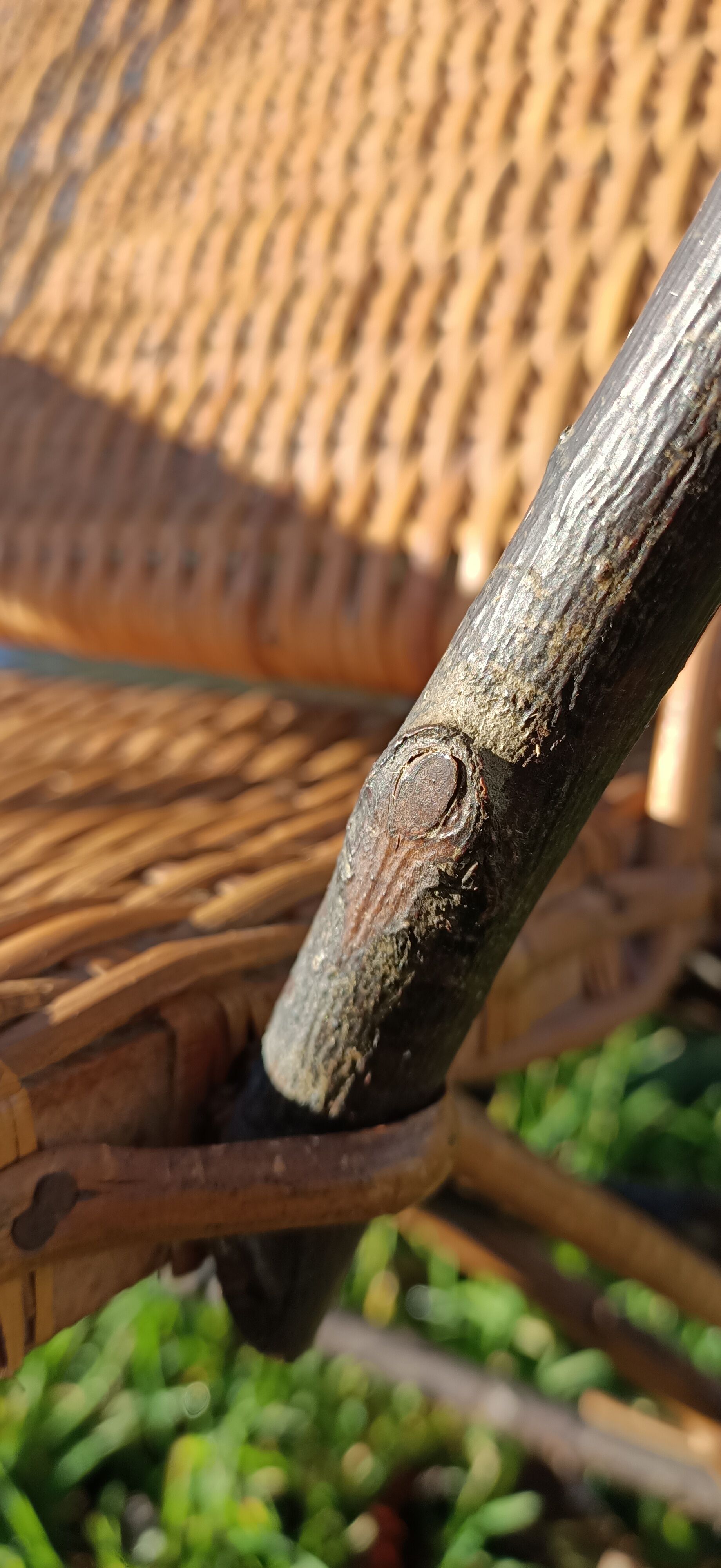 Very old vintage wicker lounge chair