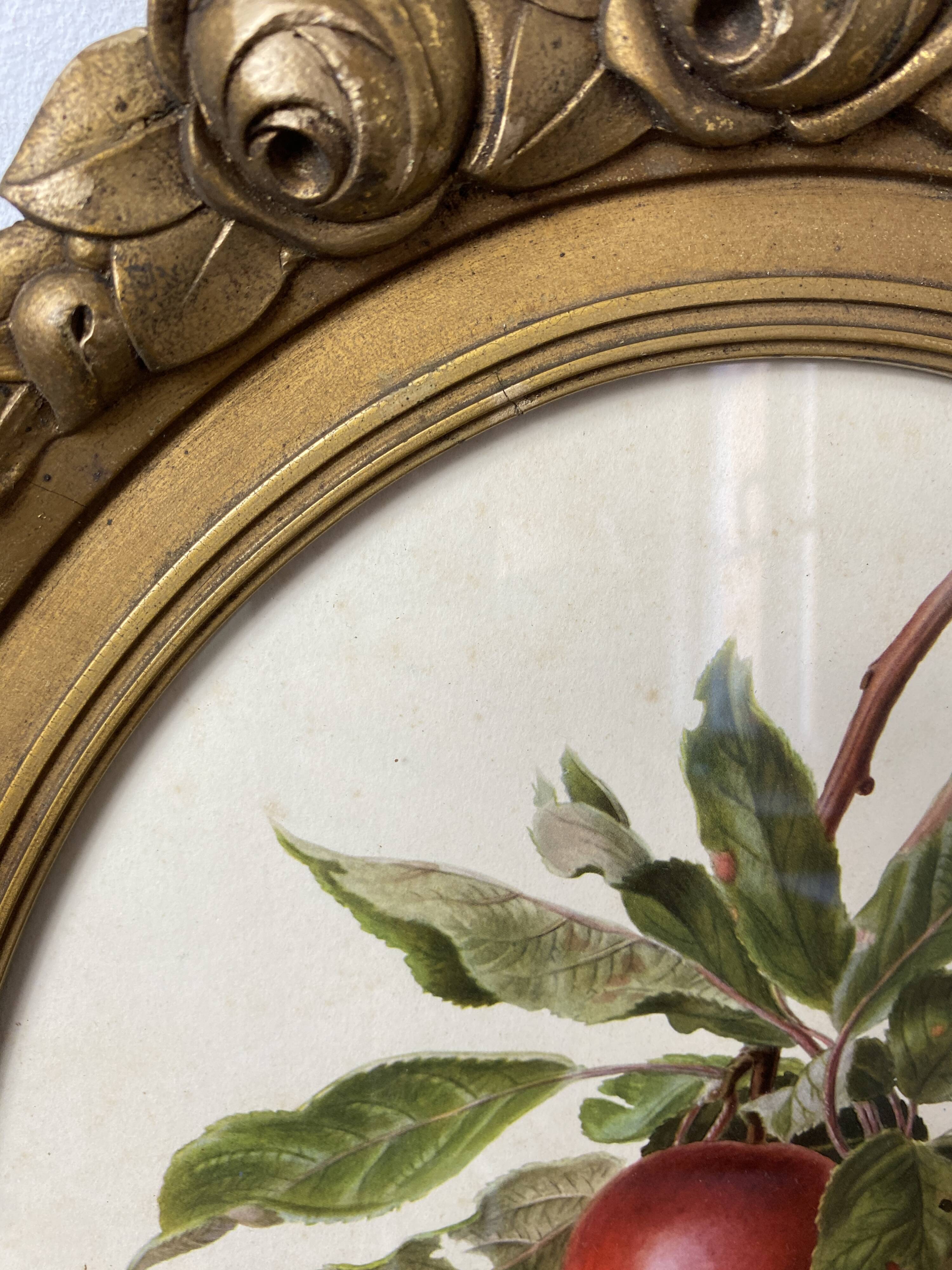 Affiche botanique Malus Communis encadrée