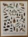 Lithographie sur les insectes - 1900