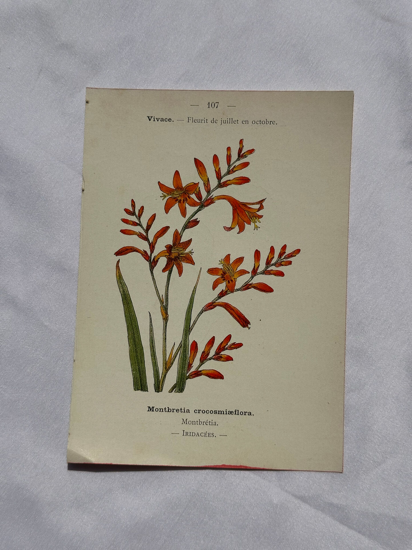 🌿 Botanical Plate Old Naturalist Engraving 19th Century Double-Sided A