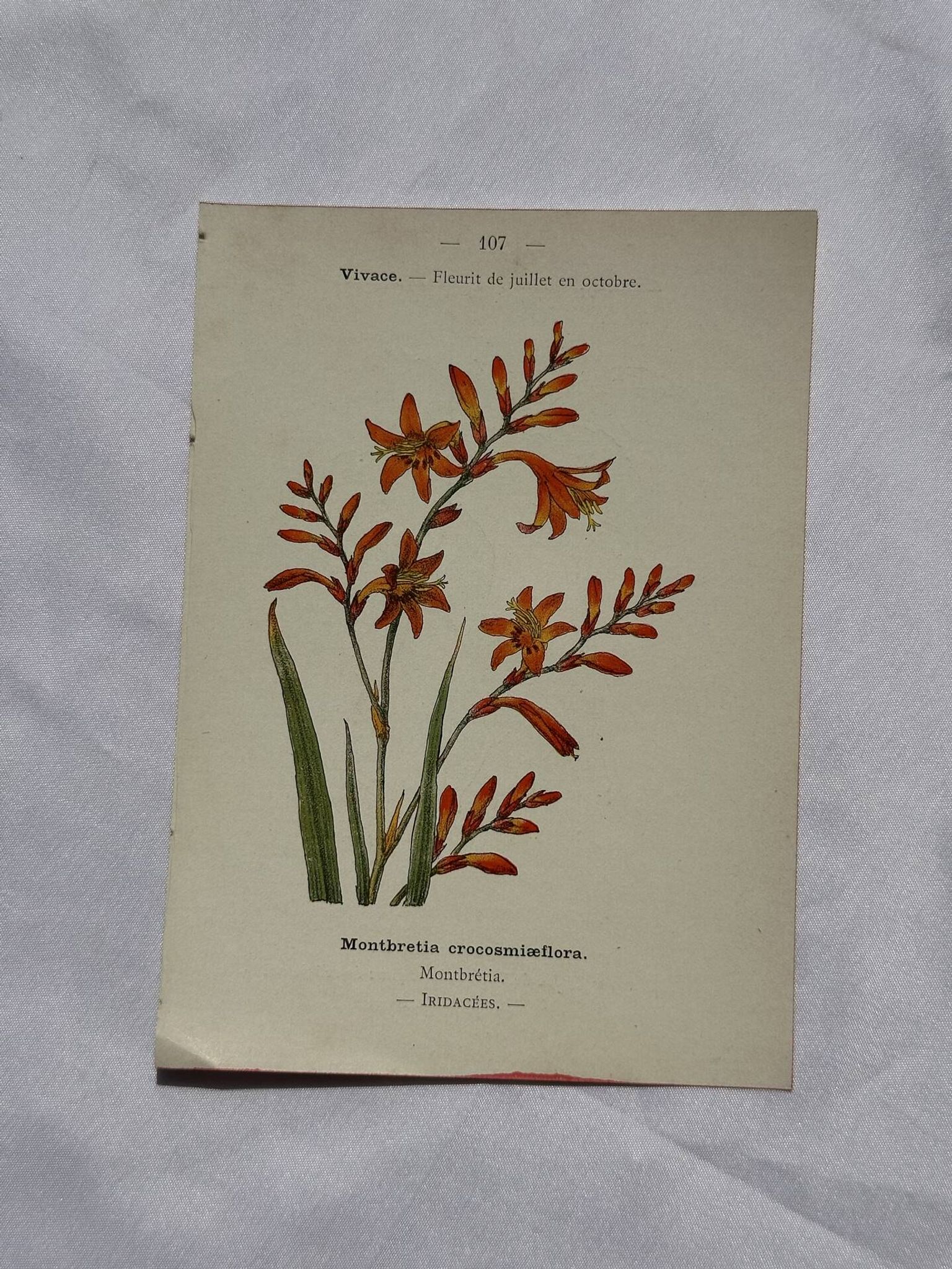 🌿 Botanical Plate Old Naturalist Engraving 19th Century Double-Sided A