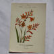 🌿 Botanical Plate Old Naturalist Engraving 19th Century Double-Sided A