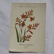 🌿 Botanical Plate Old Naturalist Engraving 19th Century Double-Sided A