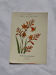 🌿 Botanical Plate Old Naturalist Engraving 19th Century Double-Sided A