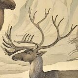 Ornithological Plate Buffon 1838 "Elk & Reindeer"