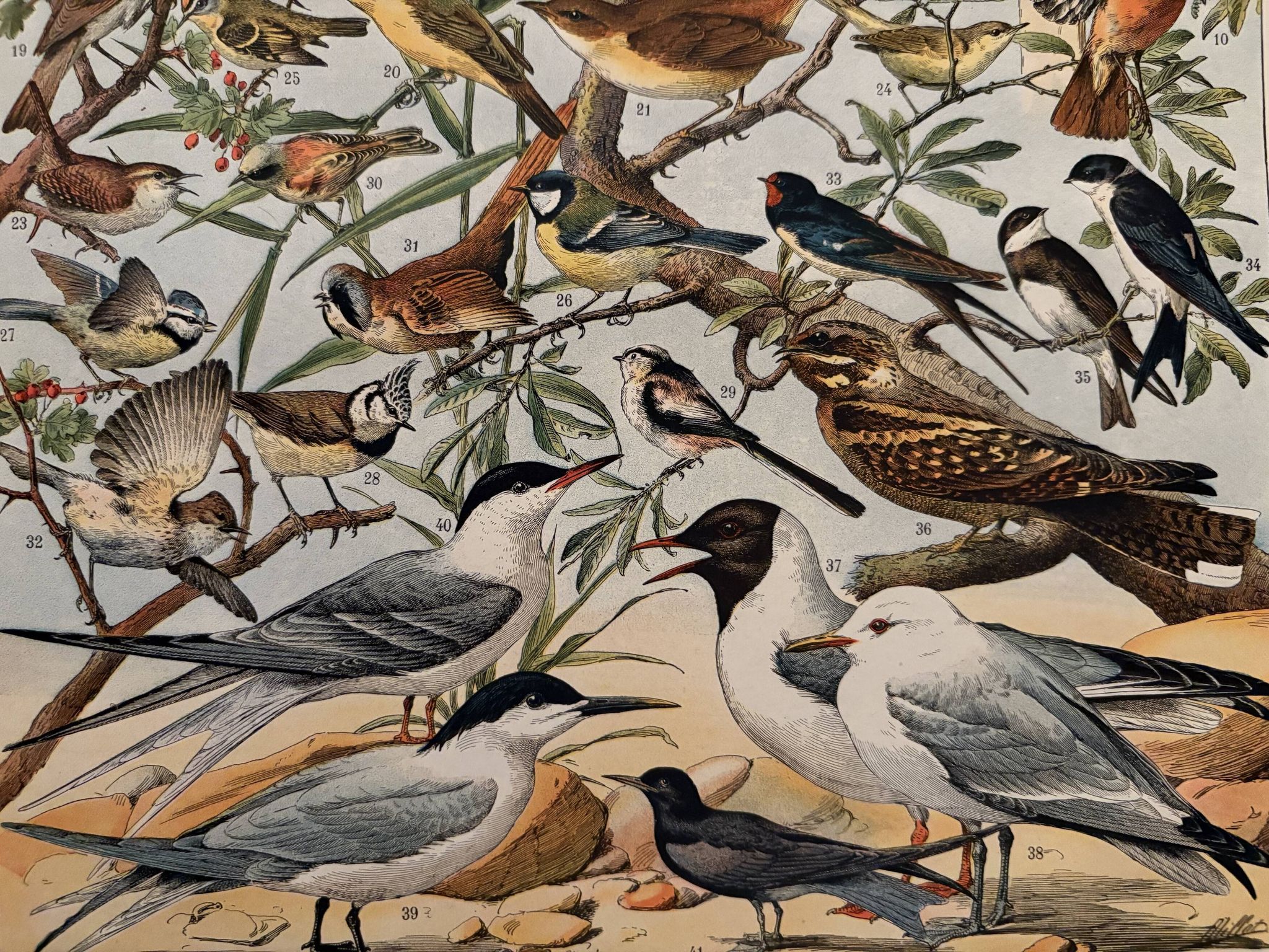 Ancienne planche illustrée sur les oiseaux utiles ï - 1910