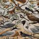 Old illustrated plate on useful birds - 1910