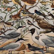 Ancienne planche illustrée sur les oiseaux utiles ï - 1910