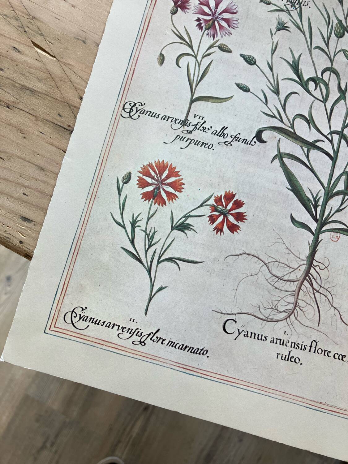 Old herbarium botanical plates