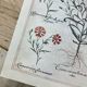 Planches de botanique herbier ancien