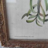 Tableau  J Gould et HC Richter