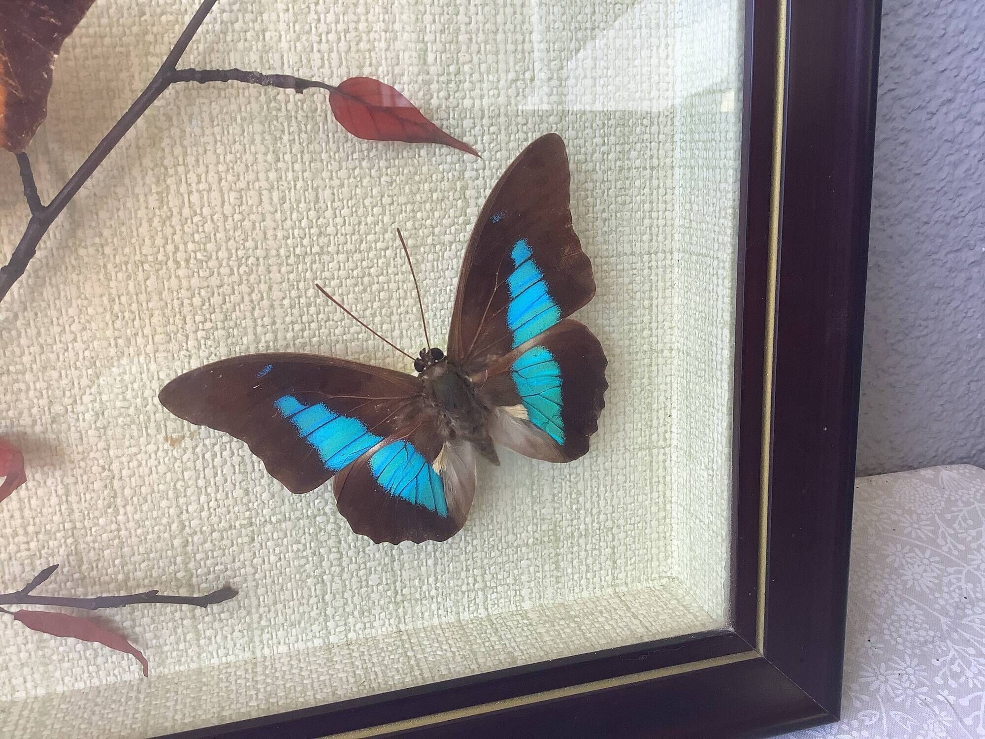 Vintage naturalized butterflies frame - cabinet of curiosities - taxidermy