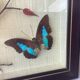 Vintage naturalized butterflies frame - cabinet of curiosities - taxidermy