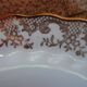 Lot de 12 assiettes blanches et or