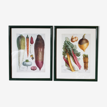 Illustrations de légumes anciens encadrés sous-verre