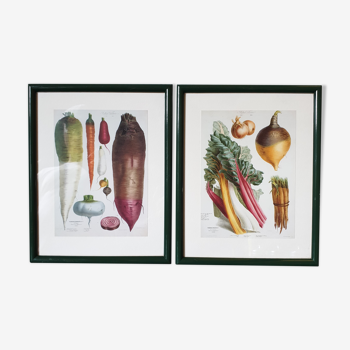 Illustrations of old vegetables framed coaster