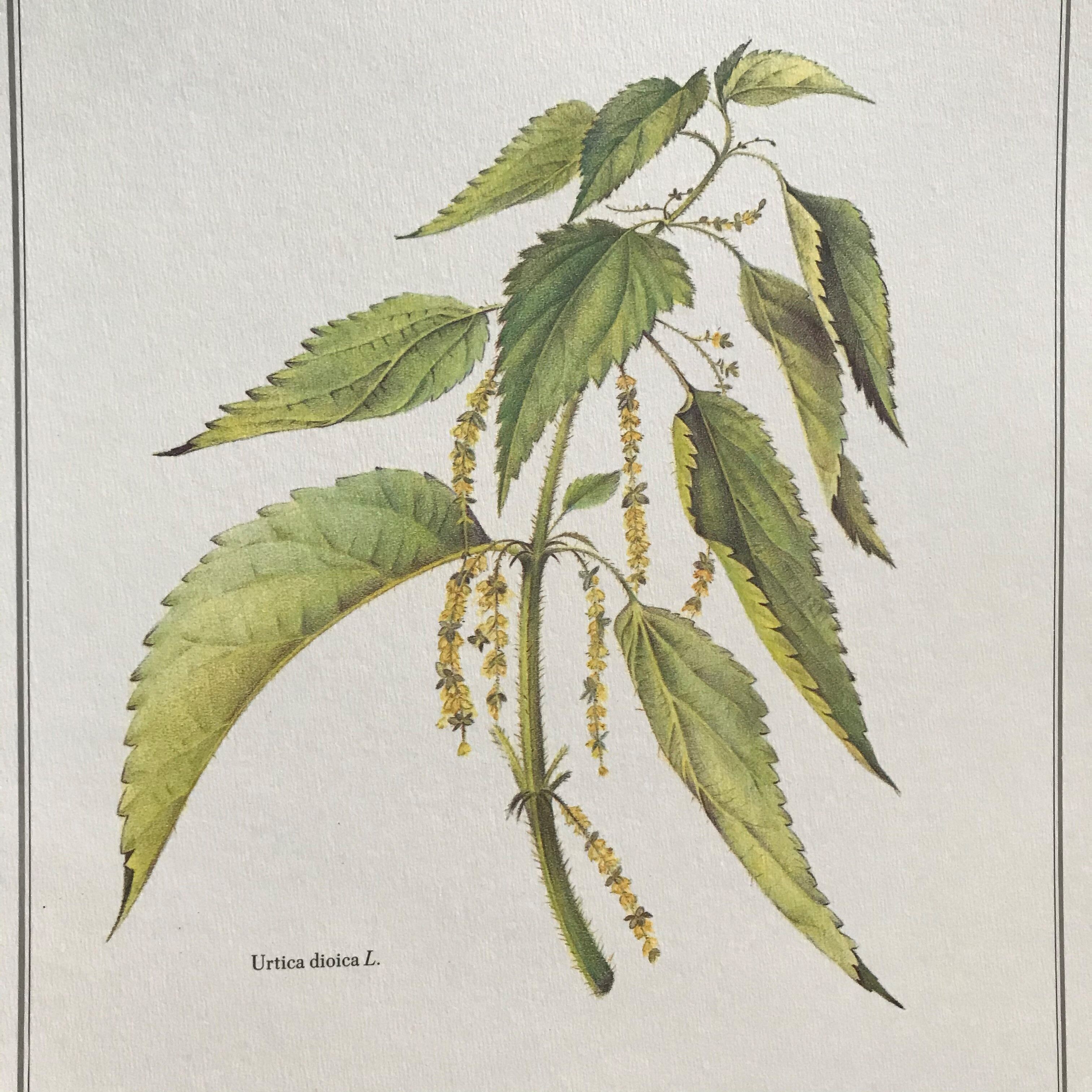 Botanical plank the great nettle