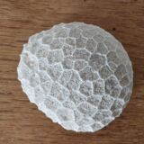 Boule de corail blanc