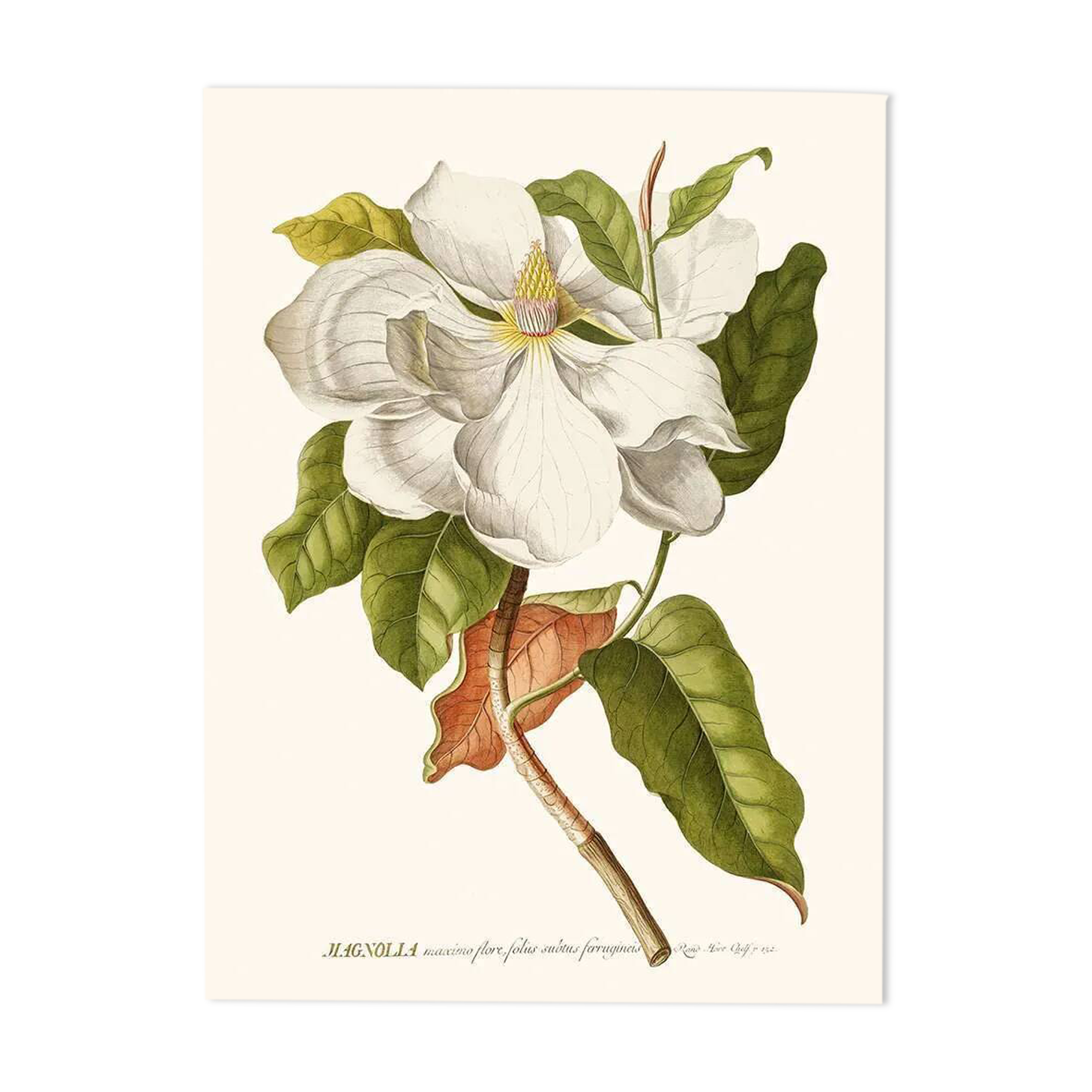 Vintage botanical illustration of Magnolia flower.