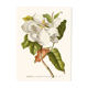 Vintage botanical illustration of Magnolia flower.