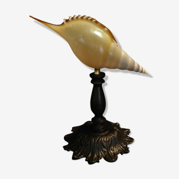 Cabinet of Curiosities shell tibia martinii on base
