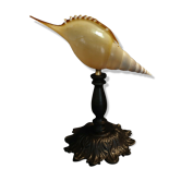 Cabinet of Curiosities shell tibia martinii on base