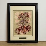 Frame with coral plant motif signed m leb
